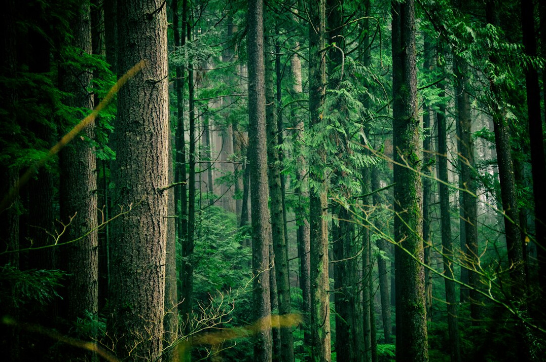 forest investigation